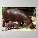 Recherche de hippopotames posters Animaux