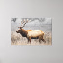 Recherche de butin posters Faune