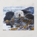 Recherche de loutres mer cartes postales Animal