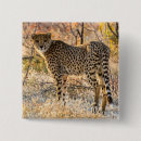 Recherche de guépards badges Faune
