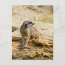 Recherche de suricates cartes postales Mignon