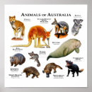 Zoek naar australische dieren posters Australië