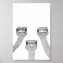 Recherche de ostriches posters Nature