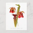 Recherche de hybride cartes postales Floral