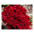 Recherche de velours photographie Rouge