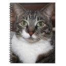 Recherche de cat photographie Chat