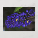 Recherche de fleur de gingembre cartes postales Tropical