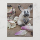 Recherche de crétin cartes postales Lapin