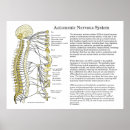 Recherche de système nerveux posters Nerfs