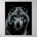 Zoek naar wilde wolven posters Canis lupus