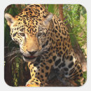 Recherche de jaguar animal autocollants Félin