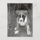 Recherche de chien boxeur cartes postales Chiot