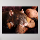 Zoek naar ratten posters Foto's