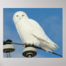 Recherche de hibou blanc posters Nyctea scandiaca