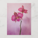 Recherche de orchidées roses cartes postales Orchidée rose