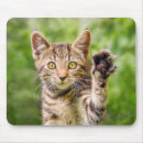 Recherche de neko tapis souris Chat