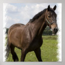 Zoek naar paardenfoto posters Pony