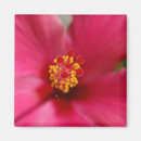 Zoek naar macro magneten Roze