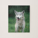 Recherche de loup gris puzzles Loups