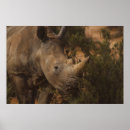 Recherche de rhino posters Nature