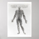 Recherche de andreas vesalius posters Médical