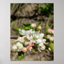 Zoek naar appelboom posters Bloem