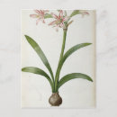 Recherche de fleurs 19ème cartes postales Joseph