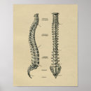 Recherche de chiropractie posters Anatomie