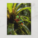 Recherche de grenouille costa rica cartes postales Forêt tropicale