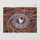 Recherche de serpent venimeux cartes postales Viper