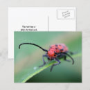 Recherche de scarabée cartes postales Animal