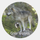 Zoek naar grijze wolven stickers Wild