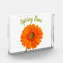 Recherche de gerbera orange Printemps