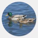 Zoek naar wilde eenden stickers Zwemmen