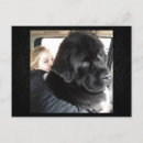 Recherche de newfies vœux cartes Newfy