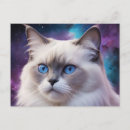 Recherche de birman chat cartes postales Yeux bleus