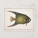 Zoek naar angelfish briefkaarten Aquatisch