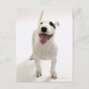 Recherche de bull terrier blanc cartes postales Animal