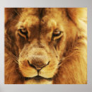 Recherche de yeux de lion posters Nature