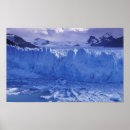 Zoek naar kalveren posters Blauw