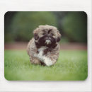 Zoek naar shih tzu muismatten Hond