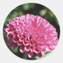 Recherche de mum autocollants Rose