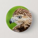 Recherche de fauconnerie badges Rapace