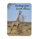 Recherche de afrique sud magnets Girafe
