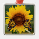 Recherche de papillon de monarque ornements Jardinage