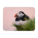 Recherche de macareux magnets Atlantique