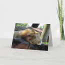 Recherche de repos photographie Gros chat