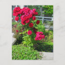Recherche de bush photographie Rose