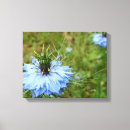 Zoek naar korenbloemen posters Bloesem