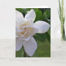 Recherche de jasmine vœux cartes Fleur